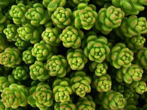 Vivers Càrex - Sedum monregalense 